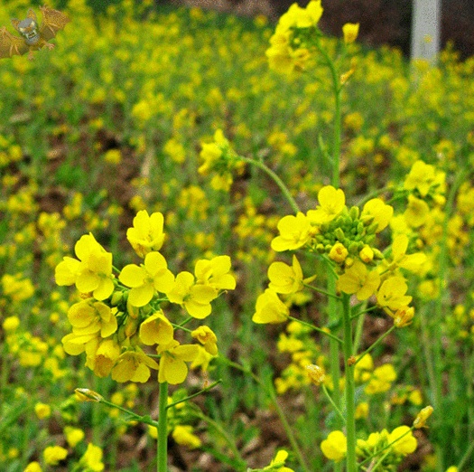 油菜花