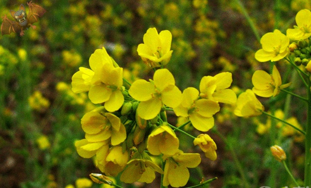 油菜花