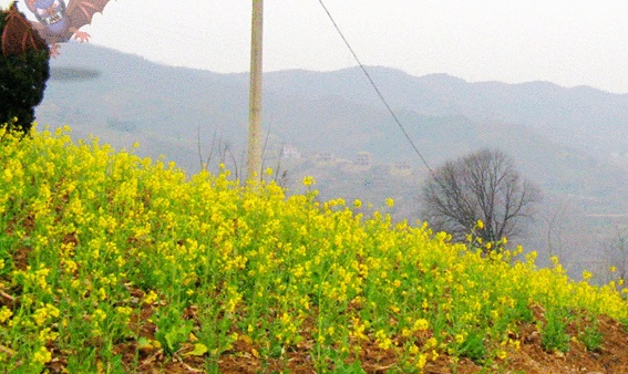 汉中油菜花