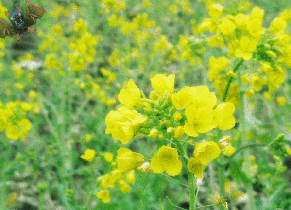 陕南油菜花